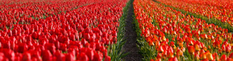 gallery/tulips-21690_640